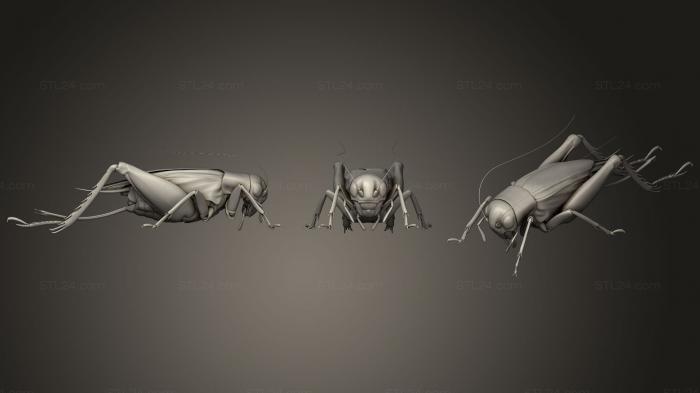 Насекомые (Жуки-насекомые 61, INSCT_0048) 3D модель для ЧПУ станка
